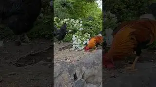 熱田神宮内で毛並みの良い神鶏さんと出会いました🐔 #shorts #熱田神宮 #神社 #travel