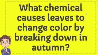 What chemical causes leaves to change color by breaking down in autumn? [ANSWER]