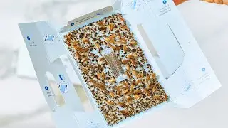 🪳 Secret Hack to Kill Roaches FAST &ndash; Why Shieldeck Roach Trap is the Ultimate Game-Changer!