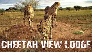 Cheetah View Eco Lodge Waterberg area in Namibia, southern Africa