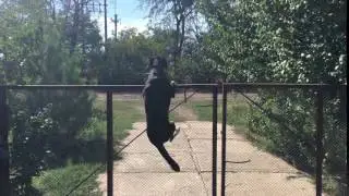 Small dog climbs over the 5 feet fence (1080p / 60 fps)
