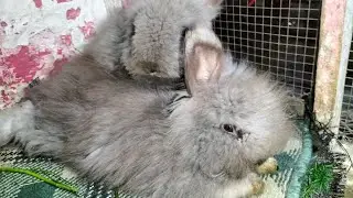 Fluffy Teddy Dwarf Rabbits | Cute & Calm Moments with Teddy Draft Rabbit 🐰