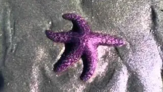 Pisaster ochraceus