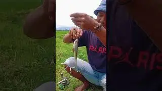 mancing ikan bader.#mancing #mancingliar #mancingceria