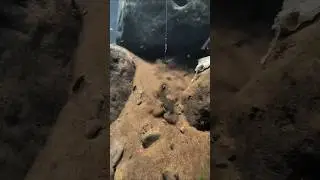 Dapet ikan di air yang sangat jernih #mancing #fishing joran_ku