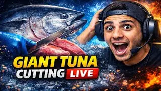 LIVE Tuna Cutting ASMR