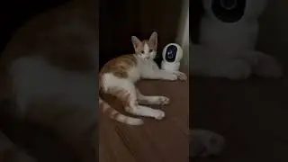 My orange cat waiting for security