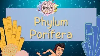Características generales del Phylum PORÍFERA