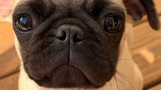 Почему мопсы такие очаровательные 🐶 | Королевская история мопсов