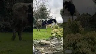 Waking up to a Big Cow in the Garden 😂🐄🙄 #animal #silly #garden