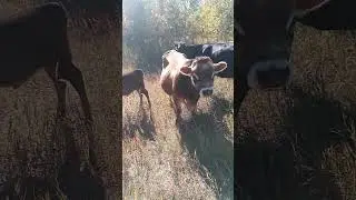 какой водоем для КРС?