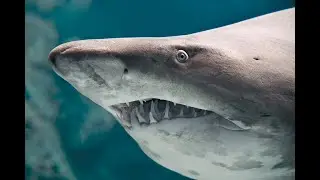 Ataques de Tiburón 2025
