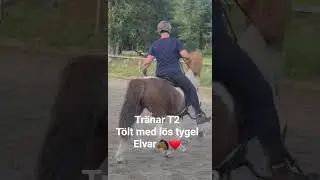 t&ouml;lt karjels islandsh&auml;star V&aring;r fina Elvar