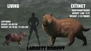 Size Comparison between living and extinct animals