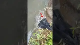 mancing liar #negek #microfishing #fishing  #shortvideo #shorts #short