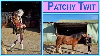 Patch's first trot up! Muck out, Feeds and supplement update