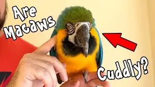 Are Macaws Cuddly? Especially When They Grow Up?