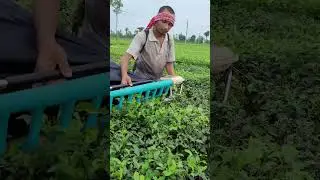 tea cutting machine | tea left harvaster machine #sortvideo #farming #assamtea #cuttingmachine #viwe