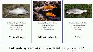 Fisk, ordning Karpartade fiskar, familj Karpfiskar, del 2 notropis labeo labeobarbus luciobarbus