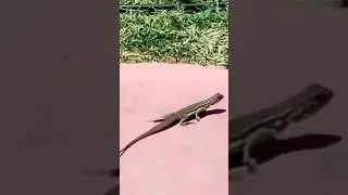Whiptail Lizard's Lightning Burrow DASH #shorts #LizardLife #NatureRush #ExploreWildlife 🦎🌿💨