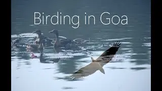 Birding in Goa - March, 2025