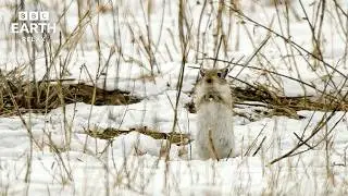 Winter Chill | Relaxing Wildlife & Snowy Landscapes | BBC Earth Relax