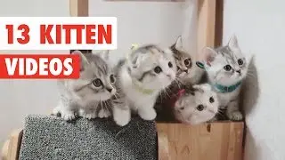 13 Funny Kittens | Funny Cat Video Compilation 2017