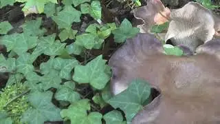 Laubholz-Kn&auml;ueling (Panus conchatus)