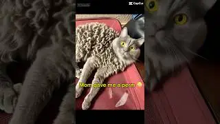 🐈&zwj;⬛Dudley😂😳 #cat  #pets #funny #ai