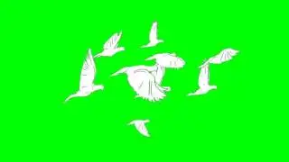 Flying Dove Dock (green screen)