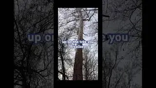 Завораживающее дерево платан. #природа #платан #наприроде