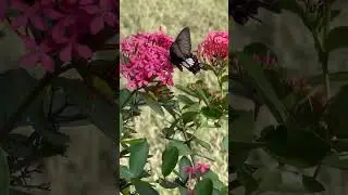 Common Mormon butterfly, (Papilio polytes) #shorts #trending #viral #nepal #travel #flowers