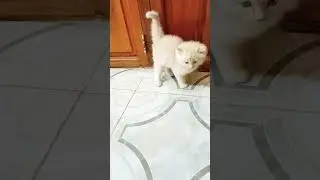 #meow #tigerwalking