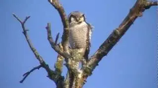 H&oslash;geugle Porsmose - Northern Hawk Owl