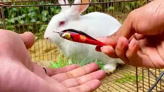 Beautiful Animal Sounds (Rabbit) | Rabbit Sounds Effects #rabbit#77#rabbitrescue 