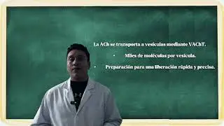 Acetilcolina: Comunicaci&oacute;n y Transducci&oacute;n de Se&ntilde;al
