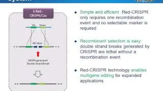 Large scale genome editing for metabolic engineering of E  coli
