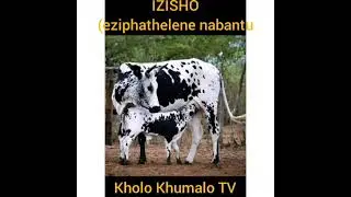 IZISHO:(eziphathelene nabantu)