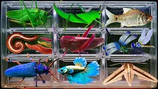 I Catching insects by countryside, I got, grasshopper, betta fish, millipede, dragonfly