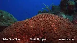 Saba Dive Sites - No.13 Babylon - Dutch Caribbean