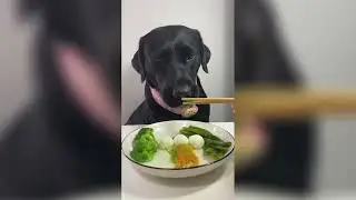 DOGS EAT HEALTHY FOOD || Boiled Eggs and Vegetables ‼️ #ytvideo #dog #cute #funny #doglover