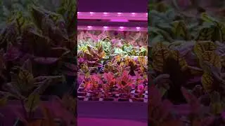 Narrowband vs Full Spectrum vs Blurple LED Grow Lights: Which is Best for Your Plants?