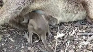 Saving Joey (A baby (Joey Rock Wallaby))