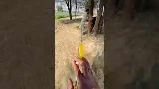 Amivicom injection in cow#arabic #dairyanimals #animal #cow #animalsanimalsanimals #dairyfarming