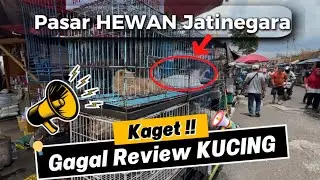 Niat Mau Review Kucing di Pasar Hewan Jatinegara, Tapi Gagal Karena Gak Bisa Sembarangan!