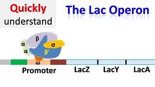 The Lac Operon Explained | Gene Regulation in Prokaryotes 