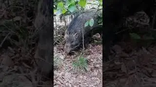 THE GIGANTIC WILD BOAR #hiking #wildlife #forest #mountains #animals #pets #wildlife #wildboar