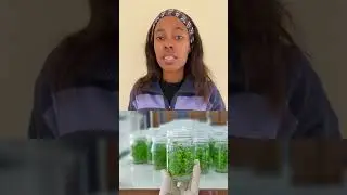 Integrating Solar energy to power tissue culture for Rapid multiplication of Ginger production.