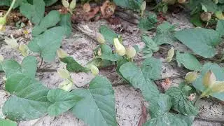 Operculina turpethum. Unidentification Plant