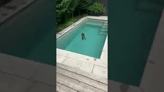 Raccoon swim #friendlyanimals